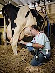 Agriculteur traire la vache Holstein sur la ferme laitière biologique, Ontario, Canada