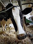 Portrait de vache laitière Holstein dans la grange, Ontario, Canada