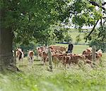 Farmer feeds Guernsey calves