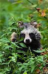 Portrait of Raccoon Dog