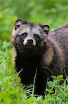 Portrait of Raccoon Dog