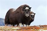 Boeuf musqué femelle avec le veau, le Parc National de Dovrefjell-Sunndalsfjella, Norvège