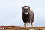 Moschusochse Kalb, Dovrefjell-Sunndalsfjella-Nationalpark, Norwegen