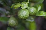 Kaffir Lime Tree