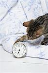 Cat Playing With Clock