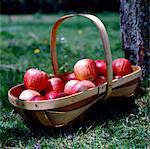 Basket of apples in the grass under a tree