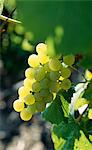 Bunch of white grapes on the vine