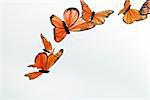 Papillons artificiels de vol