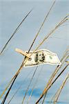 One hundred dollar bill hung on tall grass with clothes pin