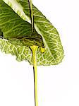 olive oil dropping on a lettuce leaf