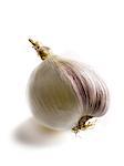 Transgenic white onion-garlic