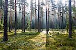 Forêt de Heddal, le comté de Telemark, Norvège occidentale, Norvège