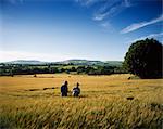 Bunclody, Co Wexford, Ireland; Farmers Checking Wheat