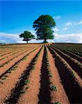 Sycamore And Elm Tree, Ploughed Potato Field, Ireland