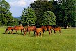 Ireland, Thoroughbred Mares And Foals