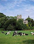 Fresian Cattle, Ballyhooley, Co Cork,