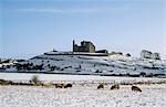 Sheep In Winter With Rock Of Cashel, County Tipperary, Ireland