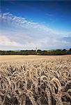 Champ de blé et d'orge avec tour ronde de Monasterboice, comté de Louth, Irlande