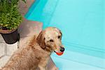 Mixed breed Golden Retriever-Poodle at swiiming pool with ball in mouth