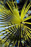 Palm Leaf, Villa Carlotta, Tremezzo, lac de Côme, Lombardie, Italie