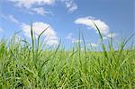 Close-up of Grass in Front of Blue Sky, Bavaria, Germany