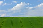 Maisfeld im Frühjahr, Spessart, Bayern, Deutschland