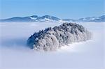 Forest on Hill with Hoar-frost. Canton of Berne, Switzerland