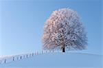 Snow Covered Lime Tree on Hill, Canton of Berne, Switzerland