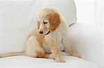 Goldendoodle chiot assis dans la chaise