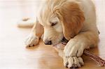 Goldendoodle Puppy Chewing on Bone