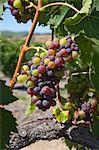 Wine Grapes in Vineyard, Central Coast, California, USA