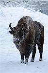 Portrait of European Bison in Winter