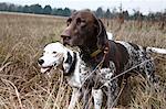 Two Dogs in Field, Houston, Texas, USA