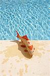 Jouet poissons sur le bord de la piscine, Sanary-sur-Mer, Var, Provence, Provence-Alpes-Cote d'Azur, France