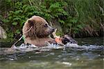 View of a Brown bear eating a salmon carcass from a tangled fishing line in the Russian River, Kenai Peninsula, Southcentral, Alaska, Chugach National Forest, Kenai National Wildlife Refuge, Summer