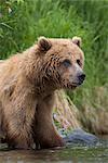 Vue des ours brun debout près de la rive du fleuve russe, la péninsule de Kenai, centre-sud de l'Alaska, forêt nationale de Chugach, Kenai National Wildlife Refuge, été