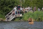 Ansicht der Braunbär Schwimmen im russischen Fluss beim Angler beobachten aus sicherer Entfernung, Chugach National Forest, Kenai-Halbinsel Kenai National Wildlife Refuge, South Central Alaska