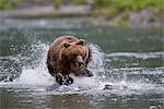 Ours brun chasse le saumon dans un cours d'eau peu profonde, Prince William Sound, forêt nationale de Chugach, centre-sud de l'Alaska, l'été