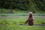 View of a Brown bear standing alert in a meadow, Prince William Sound, Chugach Mountains, Chugach National Forest, Southcentral Alaska, Summer