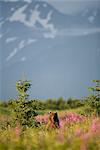 Scenic view of a Brown bear standing in a fireweed filled meadow near the Copper River Delta, Chugach Mountains, Chugach National Forest, Southcentral Alaska, Summer