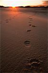 View of Brown bear tracks at sunset in sand dunes near the Copper River Delta, Chugach Mountains, Chugach National Forest, Alaska, Southcentral, Summer