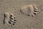 Close up view of Brown bear tracks in sand, Hinchinbrook Island, Prince William Sound, Chugach Mountains, Chugach National Forest, Southcentral Alaska, Summer