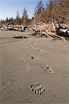 Brown bear tracks in sand on beach, Hinchinbrook Island, Prince Wiliam Sound, Chugach Mountains, Chugach National Forest, Southcentral Alaska, Summer