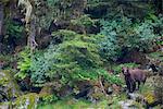 Vue d'un permanent de l'ours brun dans la luxuriante forêt tropicale vert, Prince William Sound, montagnes Chugach, forêt nationale de Chugach, centre-sud de l'Alaska, l'été