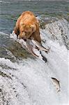 Erwachsene Braunbär Fischerei auf Lachs an Spitze der Brooks Falls, Südwesten Alaskas Katmai-Nationalpark-Sommer