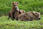 Two Brown Bear (Ursus arctos) cubs cuddling with their mother by Mikfit Creek, McNeil River State Game Sanctuary and Refuge, Southwest Alaska, Summer