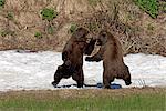 Two sub adult Brown Bears (Ursus arctos) play fight while standing on their hind legs in a snow patch by Mikfit Creek, McNeil River State Game Sanctuary and Refuge, Southcentral Alaska, Summer