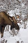 Young bull moose browsing amongst snowcovered foliage near Kincaid Park in Anchorage, Southcentral Alaska, Winter