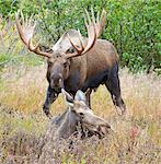 Un orignal mâle grand s'approche une vache au repos dans son stand de parfum dans la région de Glen Alpes de Chugach State Park, le centre-sud Alaska, automne