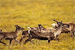 Un groupe de vache et veau caribous migrent à travers les portes de l'Arctique Parc National & réserve dans la région près de la source de la rivière Alatna, Arctique de l'Alaska, automne